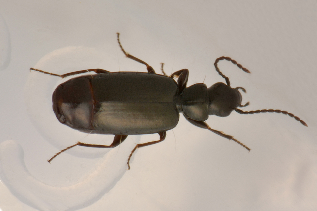 Carabidae: Microlestes sp.?     S !